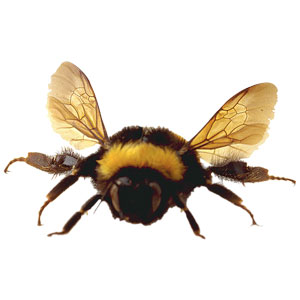 abeja