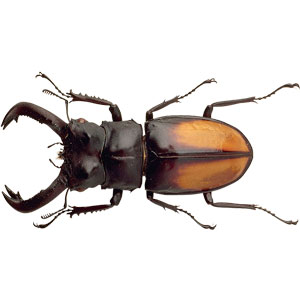 insecto
