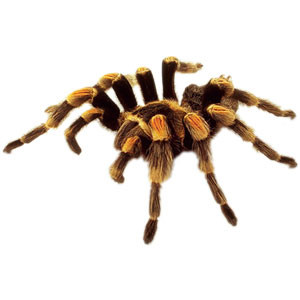 tarantula